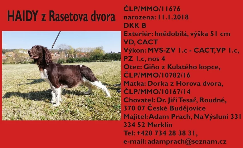 Štěňata MMO