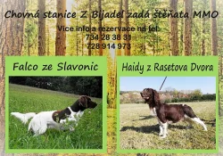 Štěňata MMO