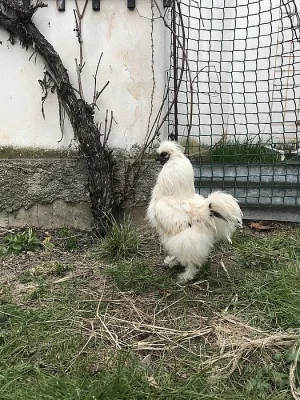 Prodám kohoutka Hedvábničky zdrobnělé