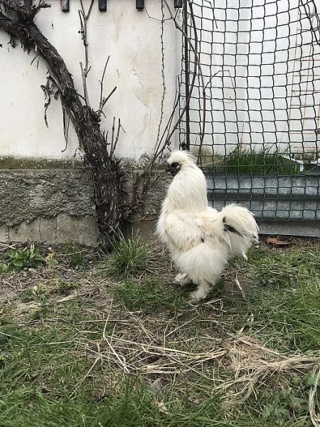 Prodám kohoutka Hedvábničky zdrobnělé