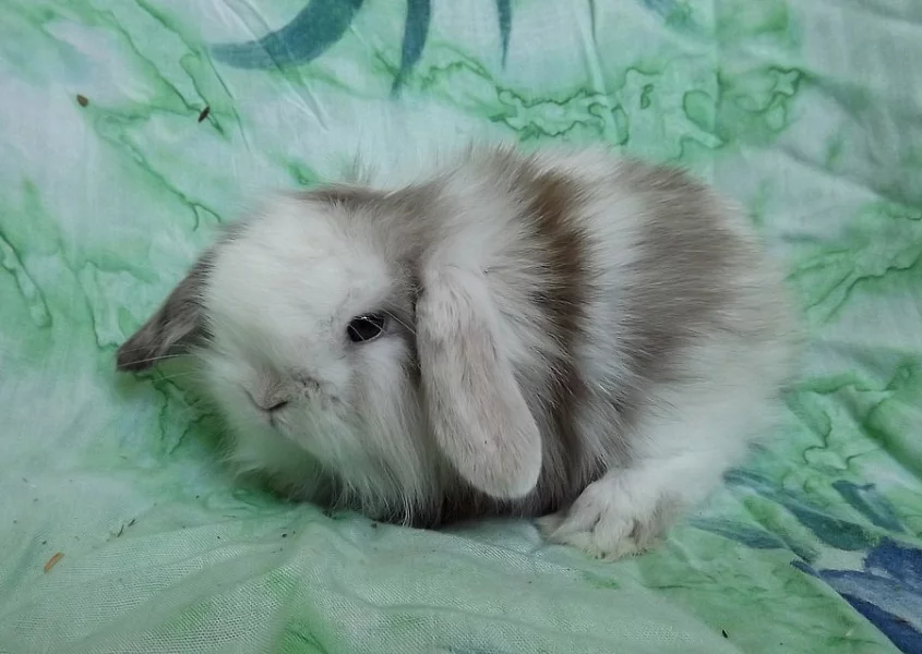 Zakrslí Beránci Lvíčci