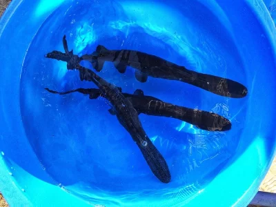 Veslonos americký 35-40cm