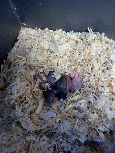 Prodám křečka džungarského - mláďata