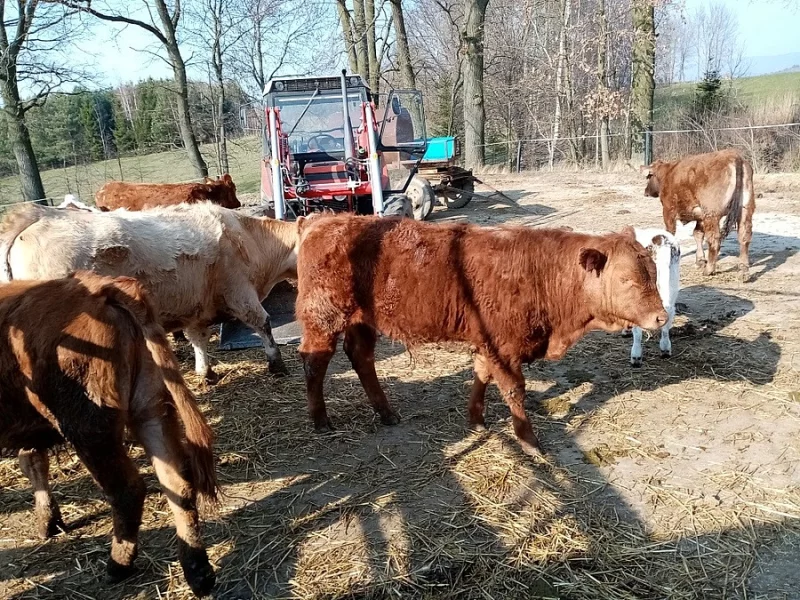 Prodej býčků