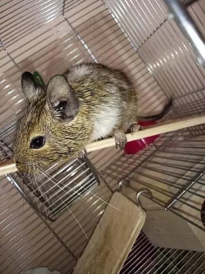 Osmaci degu