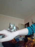 Osmaci degu