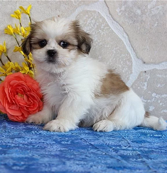 těňata Shih Tzu jsou připravena.