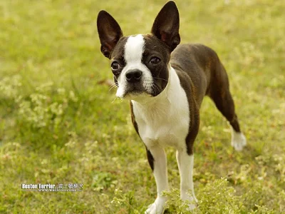 Boston terriér