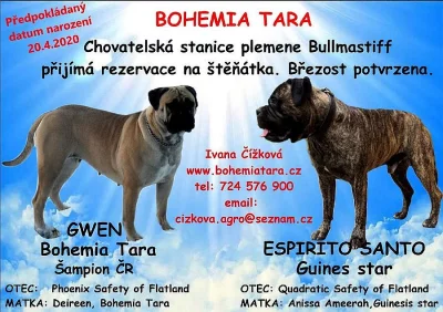 Bullmastiff s PP