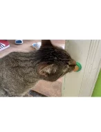 Kočičí lízátka se šantou