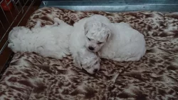 Roztomilá štěňátka z Bichon Frize