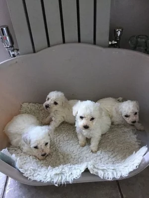 Roztomilá štěňátka z Bichon Frize