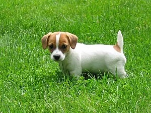 Jack Russel teriér s PP