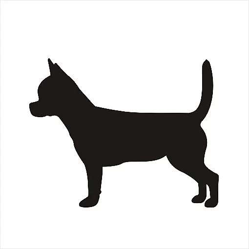 Čivava krátkosrstá s PP