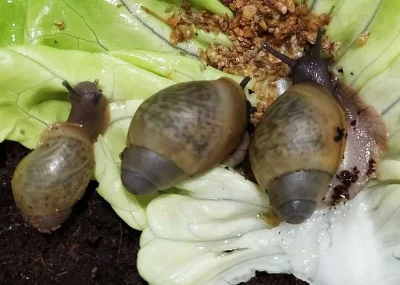 Afričtí šneci Archachatina Porphyrostoma sp Lagos