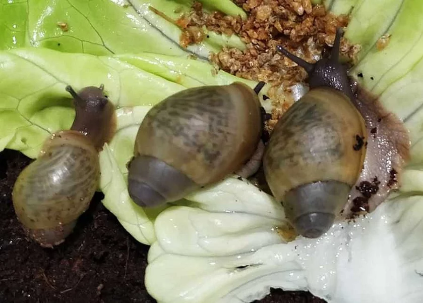 Afričtí šneci Archachatina Porphyrostoma sp Lagos