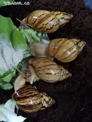 Miminka afr. šneků Lissachatina Iredalei Zanzibar