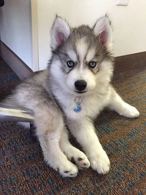 Sibirský husky štenátka s PP