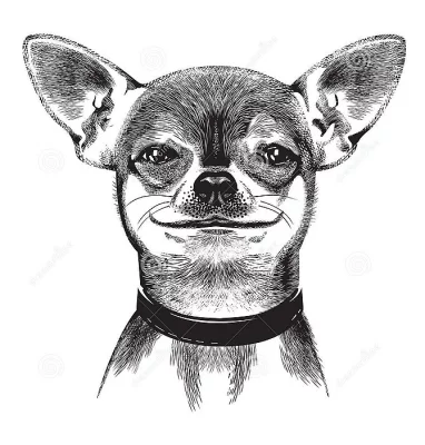 Čivava krátkosrstá s PP