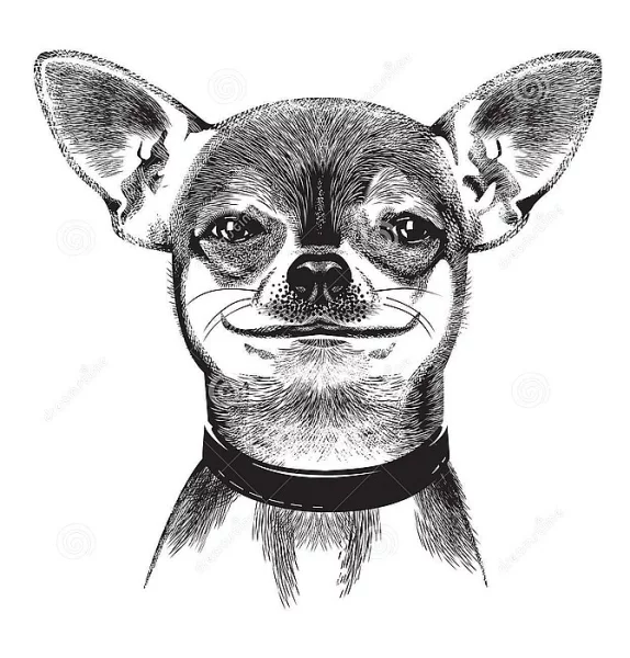 Čivava krátkosrstá s PP
