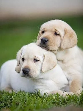 Štěňata žlutého labradora