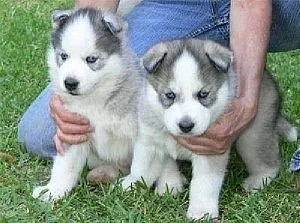 Čistokrevná sibiřská husky štěňátka Testy DNA