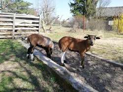 Kamerunská jehňata