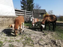 Kamerunská jehňata