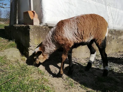 Kamerunská jehňata