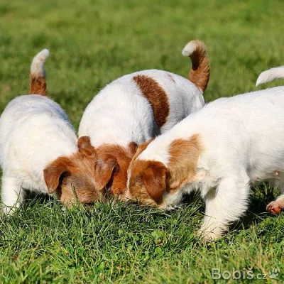 Jack Russel  terrier s pp pejsek