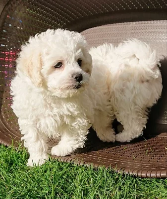 Roztomilá štěňátka z Bichon Frize