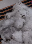 Krásné nádherné perské koťata