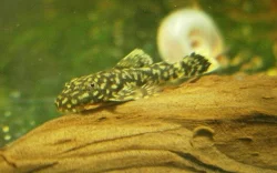 Platy MickeyMouse, Rájovec dlouhoploutvý, ancistrus