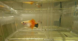 Platy MickeyMouse, Rájovec dlouhoploutvý, ancistrus
