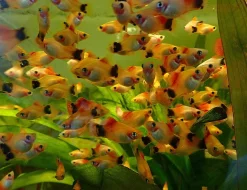 Platy MickeyMouse, Rájovec dlouhoploutvý, ancistrus
