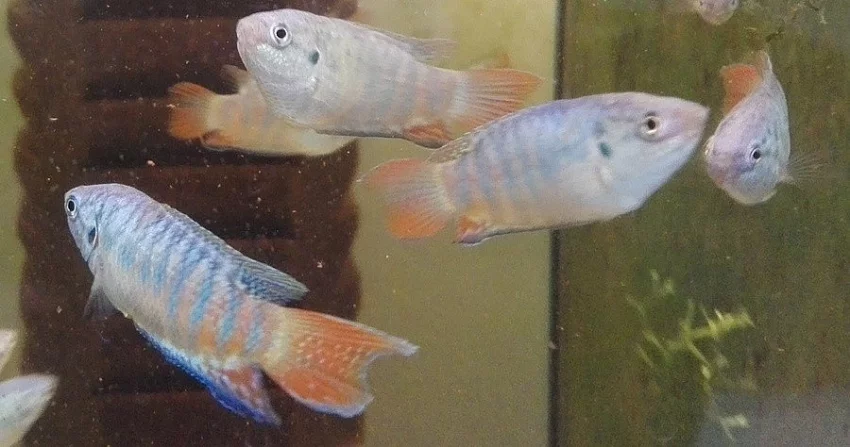 Platy MickeyMouse, Rájovec dlouhoploutvý, ancistrus