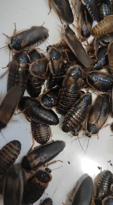 Krmný hmyz - Šváb argentinský (blaptica dubia)