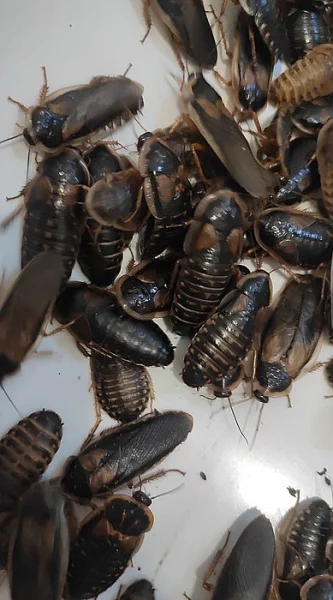 Krmný hmyz - Šváb argentinský (blaptica dubia)