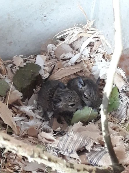 Prodám osmáčky degu
