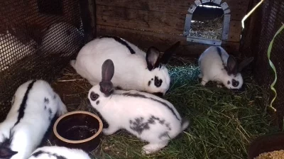 PRODEJ KRÁLÍKŮ - různá plemena, masní i zakrslí