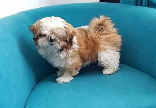 Úžasná štěňátka Shih Tzu jsou k dispozici