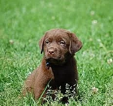 Koupíme Stěně čokoládového/bíleho Labradora
