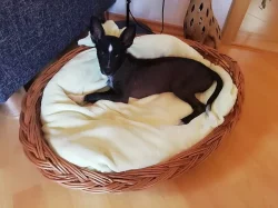 PŘENOSKY NEJEN PRO HOLUBY
