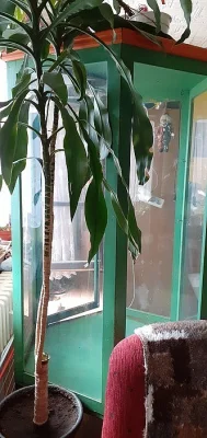 Terárium pro leguána