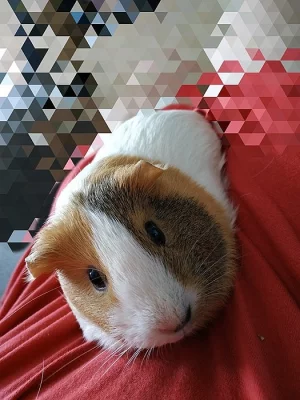 Daruji 2 morčata
