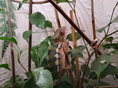 CHAMELEON