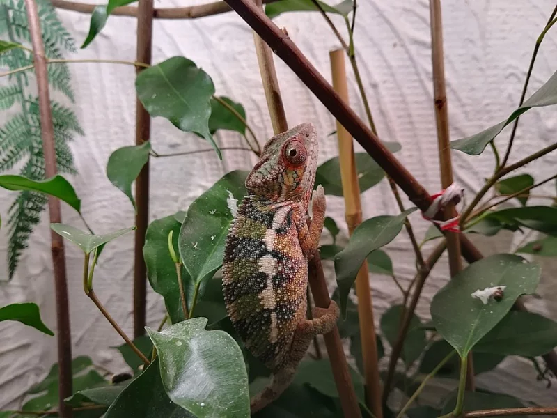 CHAMELEON