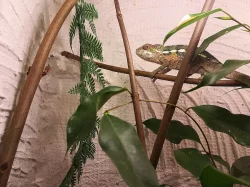 CHAMELEON