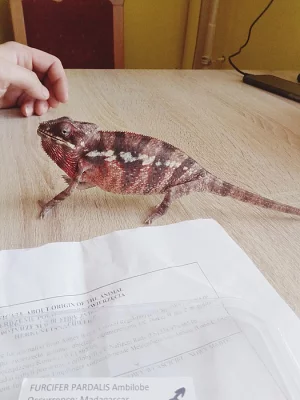 Chameleon pardálí
