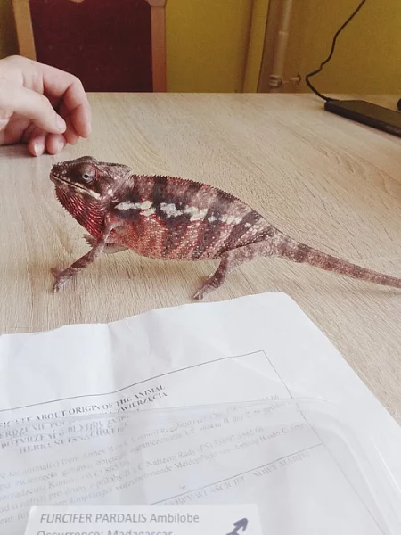 Chameleon pardálí
